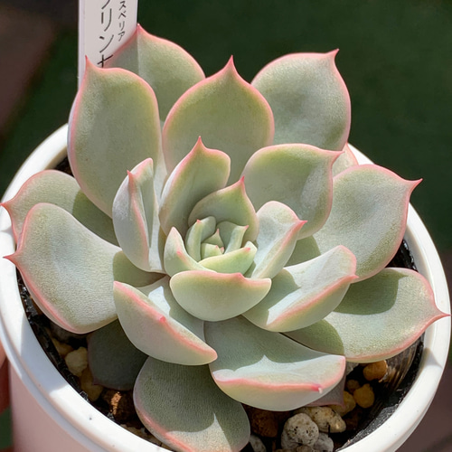 プリンセスティアラ 多肉植物 多肉植物 プリンセスティアラと眠り姫 お