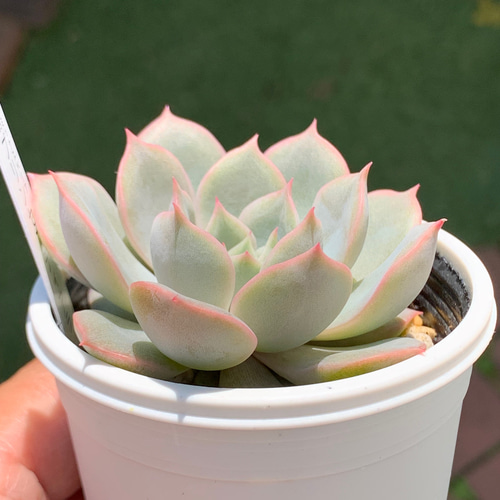 人気品種！☆プリンセスティアラ 多肉植物 自家栽培 国産 多肉