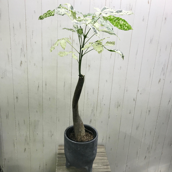 希少 斑入り パキラ ミルキーウェイ 鉢カバー付 その他