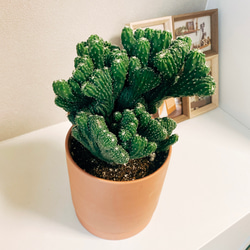 現品］【一点のみ】【希少】サボテン 雷神閣 綴化 ポラスキア モンスト