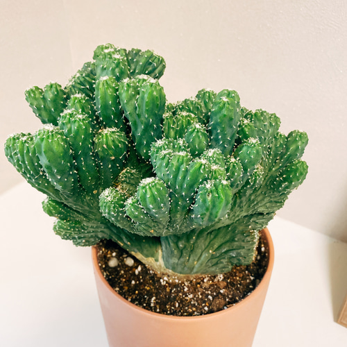 現品］【一点のみ】【希少】サボテン 雷神閣 綴化 ポラスキア モンスト