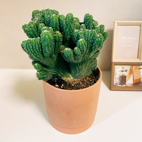 サボテン　菊水　綴化　希少　モンスト サボテン多肉植物】綴化・石化・モンストとは何？｜違いや特徴