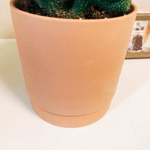 現品］【一点のみ】【希少】サボテン 雷神閣 綴化 ポラスキア モンスト