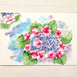 水彩画　紫陽花　アジサイ 透明水彩画 紫陽花（あじさい）F10サイズ 額縁付 原画 新築