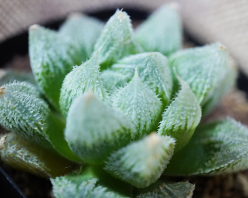 現品限り】白くて透明な特美種！ハオルチア・森の妖精◇多肉植物