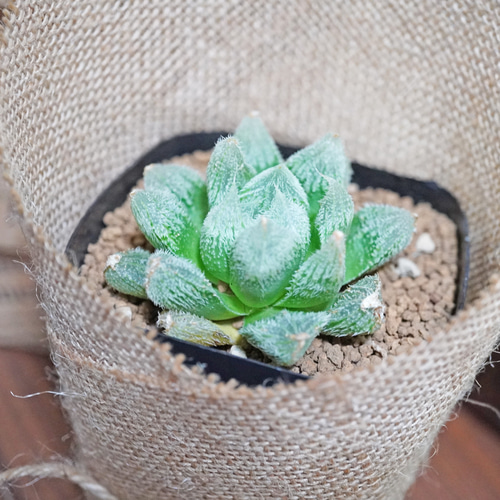森*カ様 ナイルの一滴 実生 透明選抜 S1-6 現物 多肉植物 ハオルチア ア 森*カ様 ナイルの一滴 実生 透明選抜 S1-6 現物 多肉植物