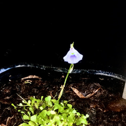 ♥️食虫植物♥️青花ウサギゴケミニ株￣(=∵=)￣レア希少‼️お花なし 2枚目の画像