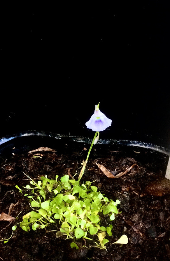 ♥️食虫植物♥️青花ウサギゴケミニ株￣(=∵=)￣レア希少‼️お花なし 2枚目の画像