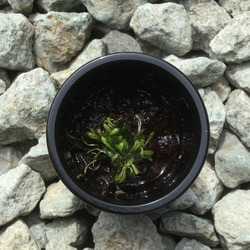 ♥️食虫植物♥️青花ウサギゴケミニ株￣(=∵=)￣レア希少‼️お花なし 3枚目の画像