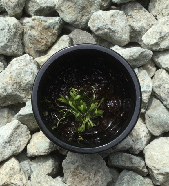 ♥️食虫植物♥️青花ウサギゴケミニ株￣(=∵=)￣レア希少‼️お花なし 3枚目の画像