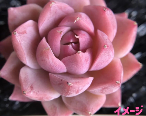 多肉植物 エケベリア 桜抹茶ラテ 抜き苗 7dc1678e8b407e624e327d03db89d3