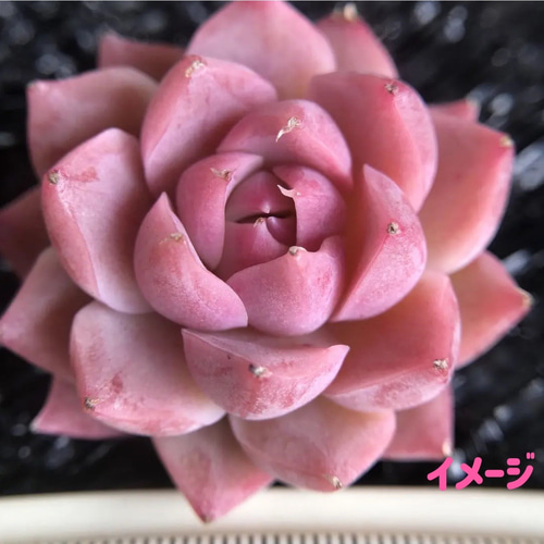 レア高級苗 多肉植物 エケベリア 桜姫 双頭 抜き苗 1苗3000円 レア高級苗 多肉植物 エケベリア 桜姫 双頭 抜き苗 1苗3000円