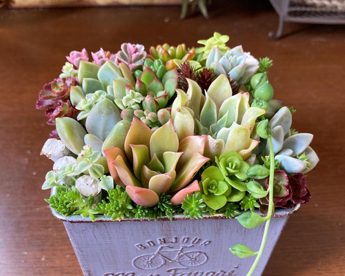 ❤️専用♥多肉植物❤️そのまま飾れる寄せ植え❤️ solxsol｜【送料無料 】多肉植物の可愛い寄せ植えをギフトに