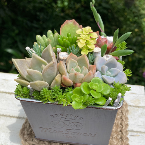 初夏の寄せ植え 多肉植物 寄せ植え そのまま飾れる アンティーク調