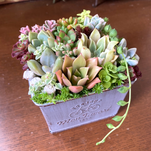 初夏の寄せ植え 多肉植物 寄せ植え そのまま飾れる アンティーク