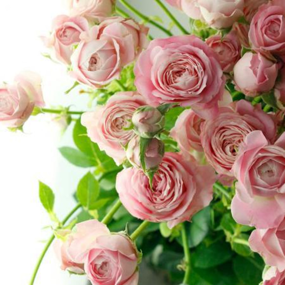 レア‼️ 切り花品種 薔薇 レア切花品種・薔薇☆トゲもなく驚くほど花持ちがよい
