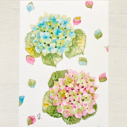 透明水彩画 紫陽花ポストカード6枚セット イラスト あじさい アジサイ