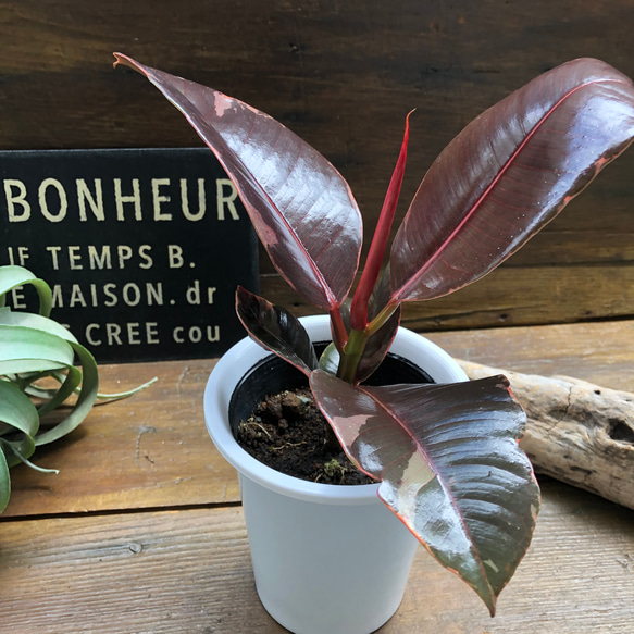 【発色かなり良い♥】フィカス ルビー ゴムの木 ルビー♡フィカス♡ゴムの木♡観葉植物 アートフラワー パリジェンヌ