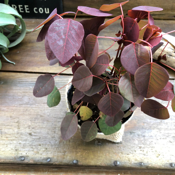 チョコリーフ♡寄せ植えに♡観葉植物♡ガーデニング♡ 14枚目の画像