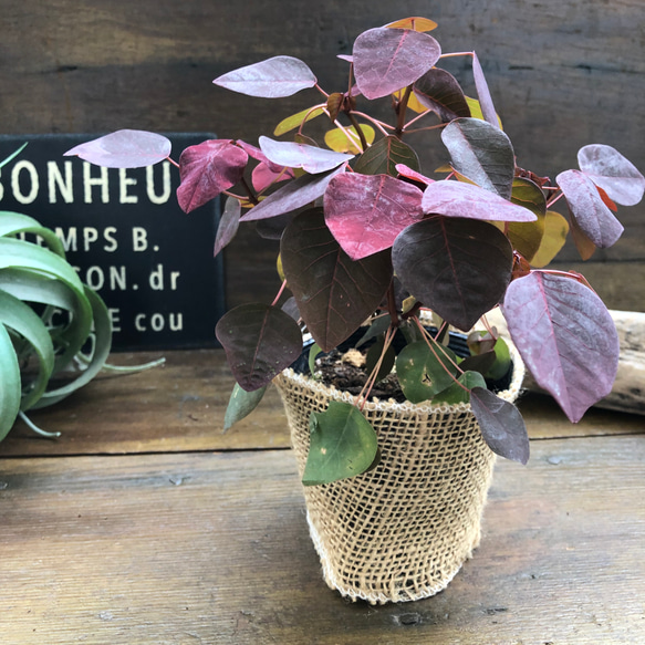 チョコリーフ♡寄せ植えに♡観葉植物♡ガーデニング♡ 10枚目の画像