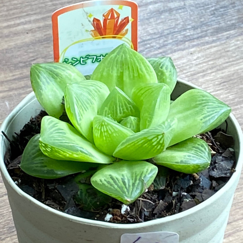 ビッグ割引 （シャルム） charme ハオルチア 多肉植物 頼もしく 観葉植物 ハオルチア・アロエ