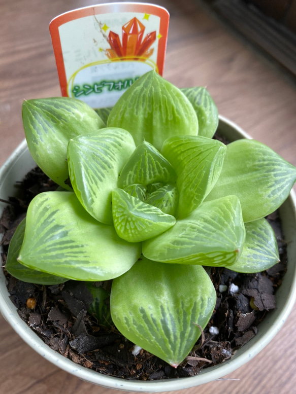 多肉植物 ハオルチア  セール 1株500円 送料200円 組み合わせ自由 4 楽天市場】多肉植物 ハオルチア 3株セット タニクショクブツ