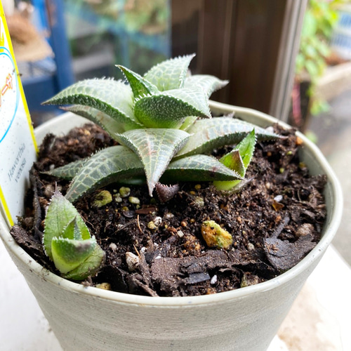 多肉植物】ハオルチア ヴェノーサ 4号 623 送料無料 その他インテリア