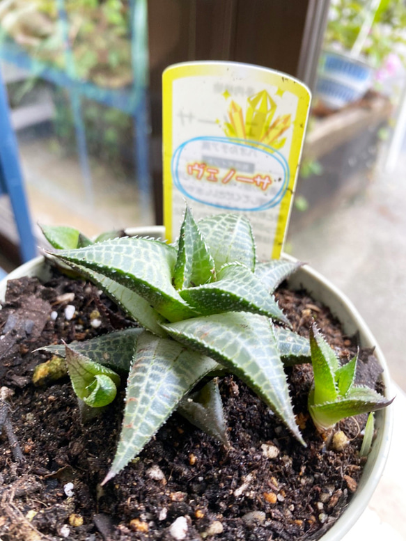多肉植物】ハオルチア ヴェノーサ 4号 623 送料無料 その他インテリア