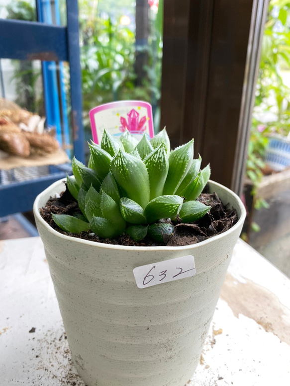 多肉植物】ハオルチア マクラータ 4号 632 送料無料 その他インテリア