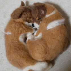 羊毛フェルト　二匹がくっいて寝る柴子犬 3枚目の画像