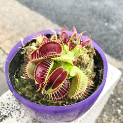 食虫植物　ハエトリソウ  ディオネア（Dionaea muscipula） B52  3.5号 4枚目の画像