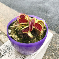 食虫植物　ハエトリソウ  ディオネア（Dionaea muscipula） B52  3.5号 1枚目の画像