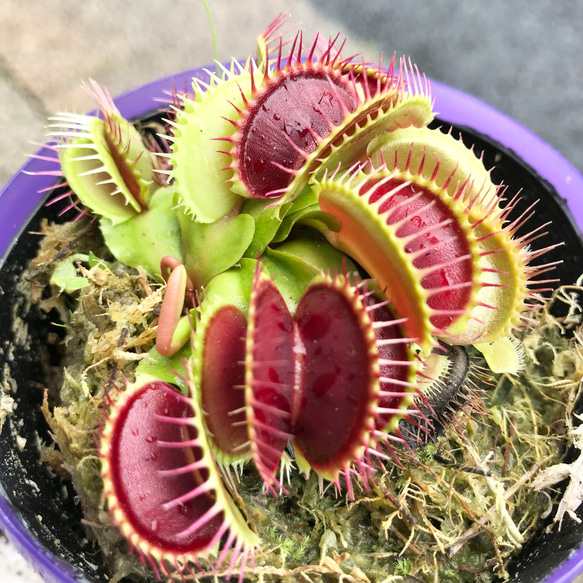 食虫植物　ハエトリソウ  ディオネア（Dionaea muscipula） B52  3.5号 2枚目の画像