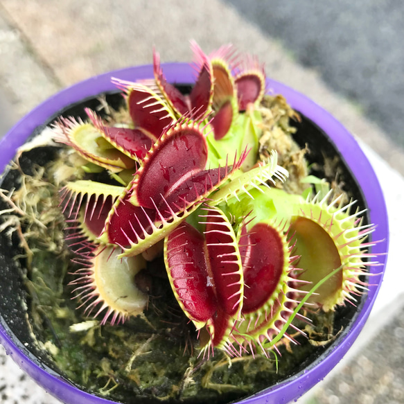 食虫植物　ハエトリソウ  ディオネア（Dionaea muscipula） B52  3.5号 6枚目の画像