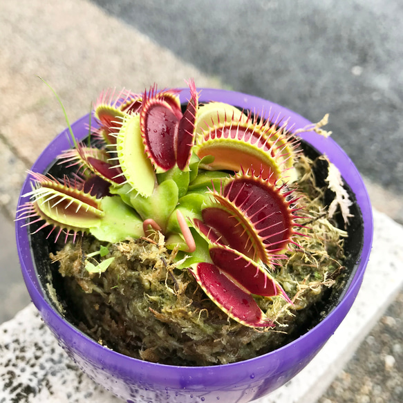 食虫植物　ハエトリソウ  ディオネア（Dionaea muscipula） B52  3.5号 3枚目の画像