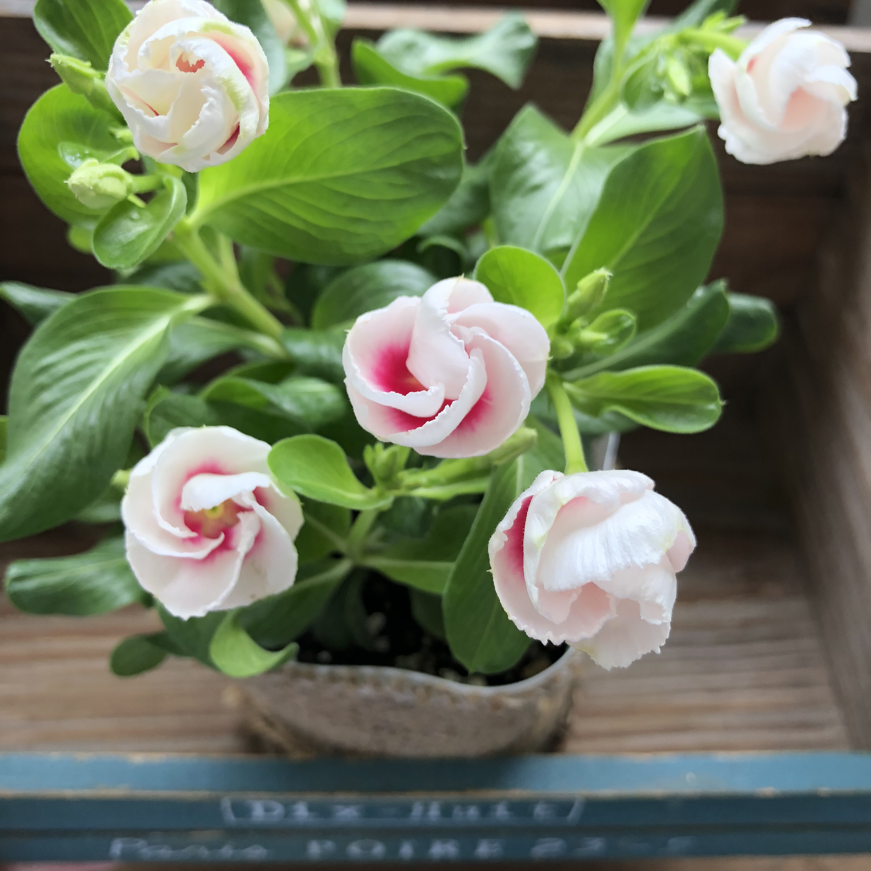 参考品　　自宅庭に咲いた花達！