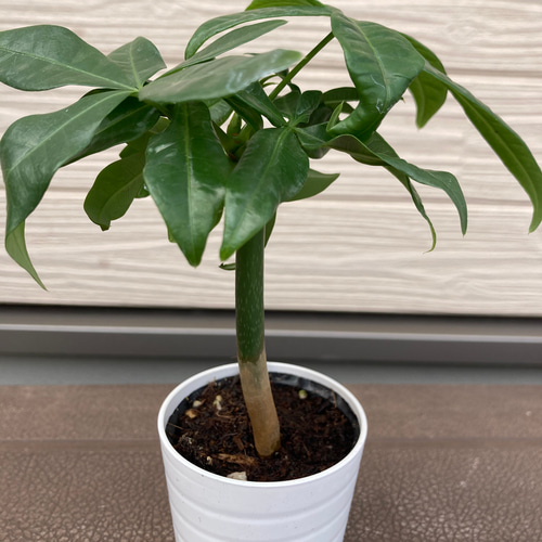 SPECIAL 春の観葉植物 3点セット ウンベラータ ベンジャミン