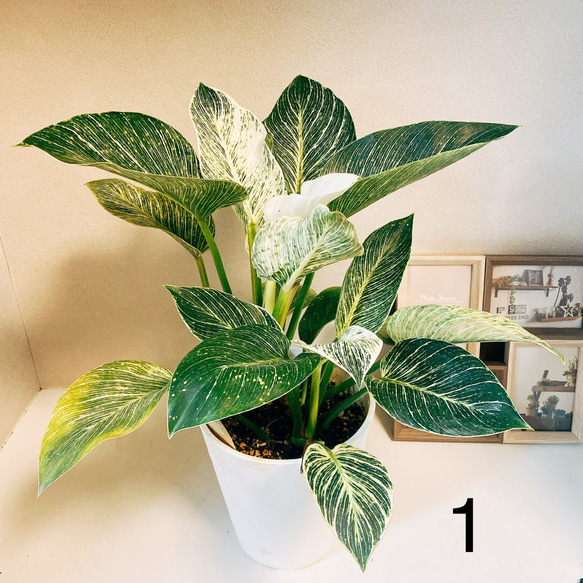 在庫］【希少】フィロデンドロンバーキン 斑入り かわいい 綺麗 観葉