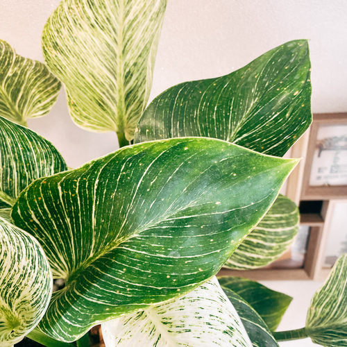 在庫］【希少】フィロデンドロンバーキン 斑入り かわいい 綺麗 観葉