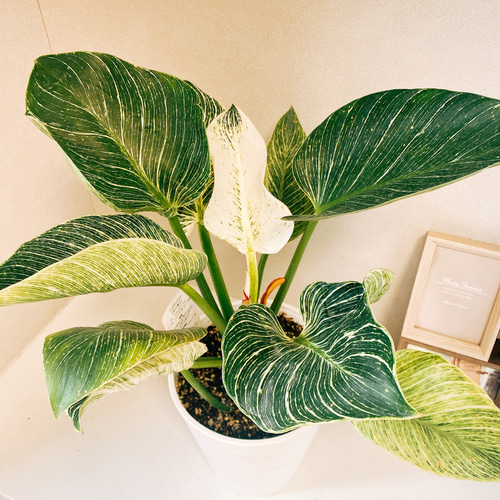 在庫］【希少】フィロデンドロンバーキン 斑入り かわいい 綺麗 観葉