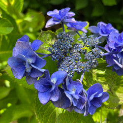 紫陽花のブローチ 6枚目の画像