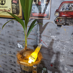 観葉植物 ココヤシ/ コロナビール バケツプランター / Corona Extra Beer 電飾看板付き/ 海の家 2枚目の画像