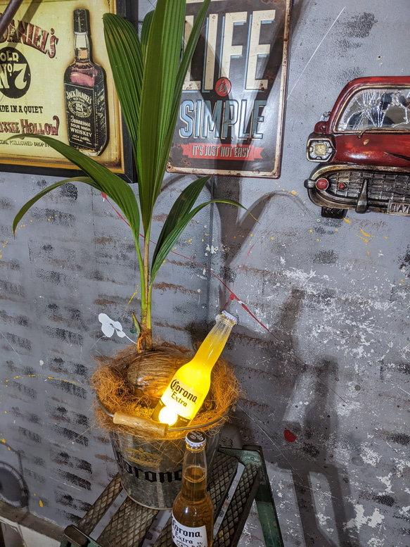観葉植物 ココヤシ/ コロナビール バケツプランター / Corona Extra Beer 電飾看板付き/ 海の家 2枚目の画像