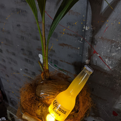 観葉植物 ココヤシ/ コロナビール バケツプランター / Corona Extra Beer 電飾看板付き/ 海の家 4枚目の画像