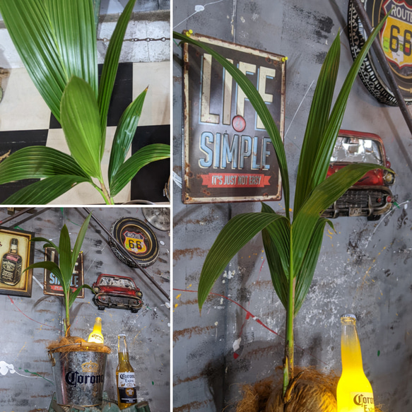 観葉植物 ココヤシ/ コロナビール バケツプランター / Corona Extra Beer 電飾看板付き/ 海の家 9枚目の画像