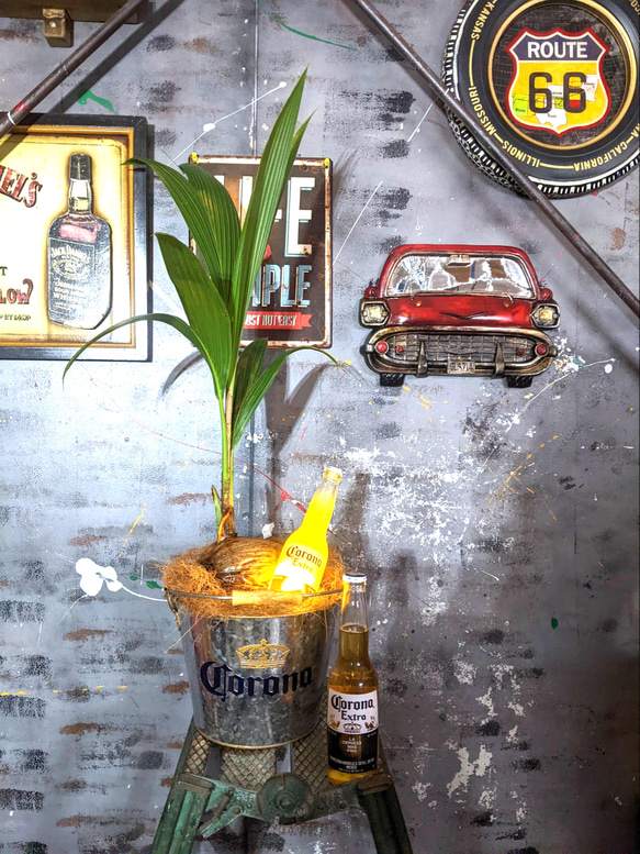 観葉植物 ココヤシ/ コロナビール バケツプランター / Corona Extra Beer 電飾看板付き/ 海の家 1枚目の画像