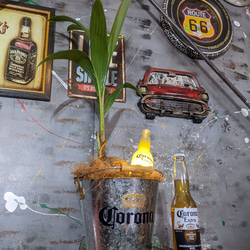 観葉植物 ココヤシ/ コロナビール バケツプランター / Corona Extra Beer 電飾看板付き/ 海の家 3枚目の画像