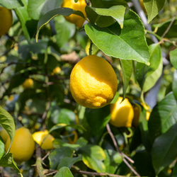 《リモンチェッロ》綺麗な湧水で育てた完熟レモンでつくりました！(500ml×2本) 5枚目の画像