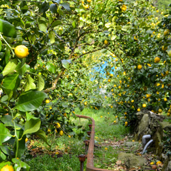 《リモンチェッロ》綺麗な湧水で育てた完熟レモンでつくりました！(500ml×1本) 4枚目の画像