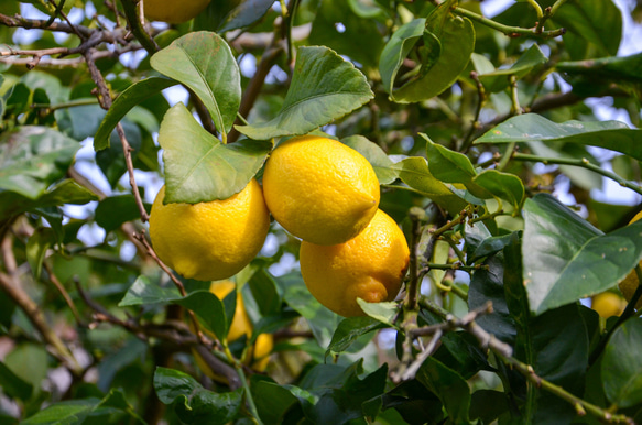 《リモンチェッロ》綺麗な湧水で育てた完熟レモンでつくりました！(500ml×1本) 6枚目の画像